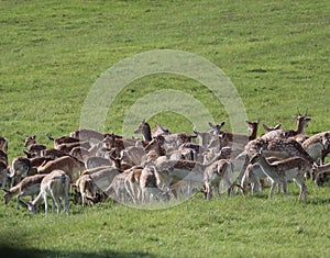 Fallow deer on a deer park in daventry