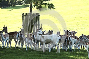 Fallow deer on a deer park in daventry