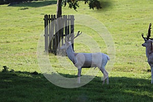 Fallow deer on a deer park in daventry
