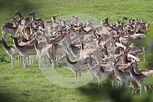 Fallow deer on a deer park in daventry