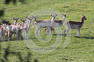 Fallow deer on a deer park in daventry