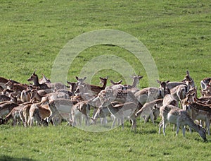 Fallow deer on a deer park in daventry