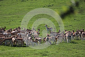 Fallow deer on a deer park in daventry