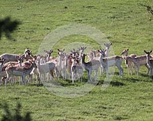 Fallow deer on a deer park in daventry