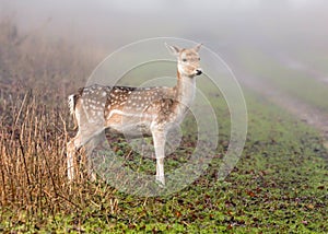 Fallow Deer Doe - Dama dama in autumn fog.