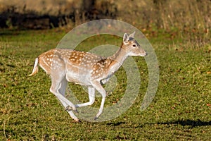 Fallow Deer Doe - Dama dama in full flight.