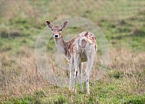 Fallow Deer Doe - Dama dama looking.