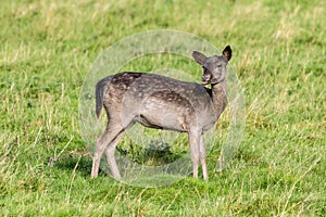 Fallow Deer Doe - Dama dama, Warwickshire, England.