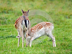 Fallow Deer Doe feeding her offspring.
