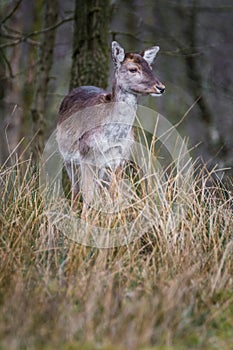 Fallow Deer Doe (female) in the forest, winter, UK