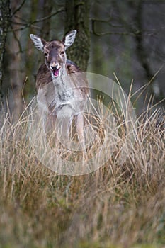 Fallow Deer Doe (female) smiling to the camera