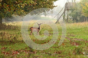 Fallow deer doe in the forest