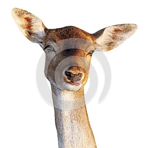 Fallow deer doe funny face