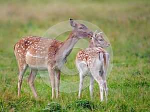 Fallow Deer Doe grooming her offspring.