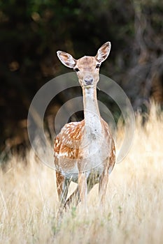 Fallow deer doe with innocent look facing camera on a meadow in summer