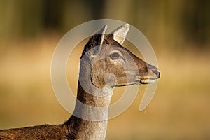 Fallow deer doe looking aside in close up on a meadow with yellow grass