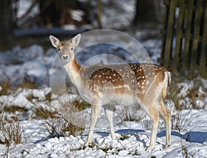 Fallow Deer Doe in the Snow