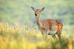 Fallow deer doe standing on field during the summer.