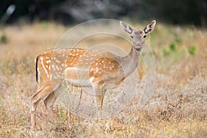 Fallow Deer Doe