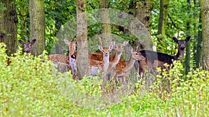 Fallow Deer Does - Dama dama in a spinney looking out