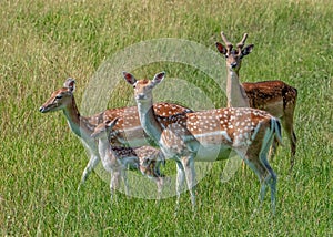 Fallow Deer Does, Fawn and Pricket.