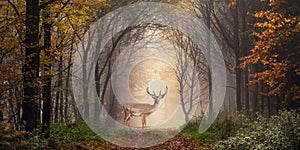 Fallow deer in a dreamy forest scene