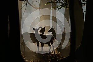 Fallow deer in dusk