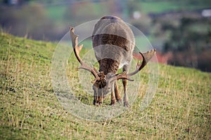 Fallow deer eating grass photo