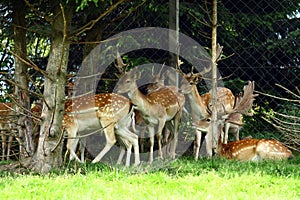 Fallow deer