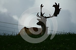 Fallow deer