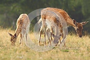 Fallow deer family