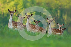 Fallow deer family - doe and fawn babies photo