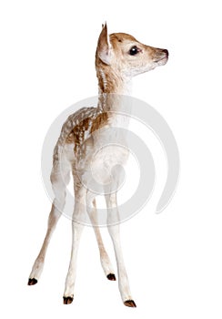 Fallow Deer Fawn - Dama dama (5 days old) photo