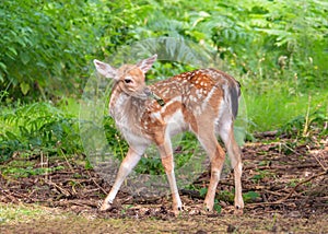 Fallow Deer Fawn - Dama dama in a Warwickshire Woodland.