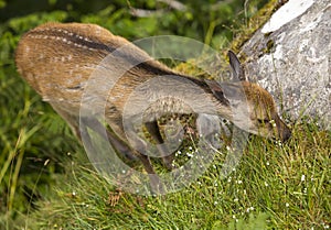 Fallow deer fawn eating grass.