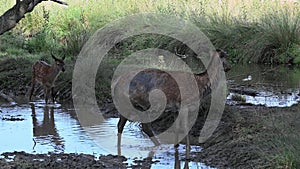 Fallow deer and fawn playing in the muddy pool of water