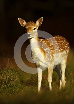 Fallow deer fawn standing in the grass at sunrise