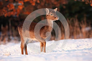 Fallow deer fawn walking through snow on a meadow in winter