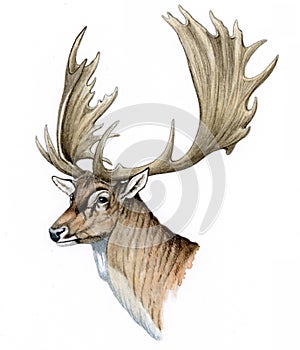 Fallow Deer female head (Dama dama)