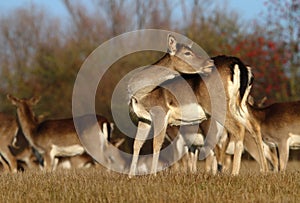 Fallow deer female scrambling