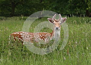 Fallow Deer in field