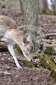 Fallow deer
