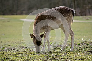 Fallow Deer Forest Spring Brown Grass Tree Leaves