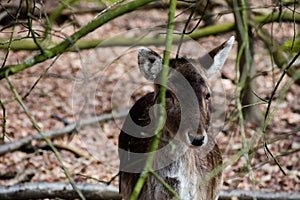 Fallow Deer Forest Spring Brown Grass Tree Leaves