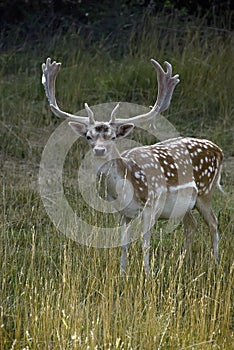Fallow deer in grass