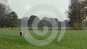 Fallow deer graze