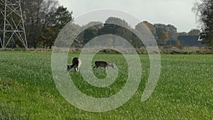 Fallow deer graze