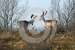 Fallow deer grazing in the Amsterdam dune water society