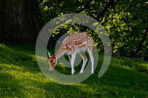 Fallow deer grazing in field photo