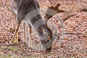 Fallow deer grazing on forest ground covered with autumn leaves